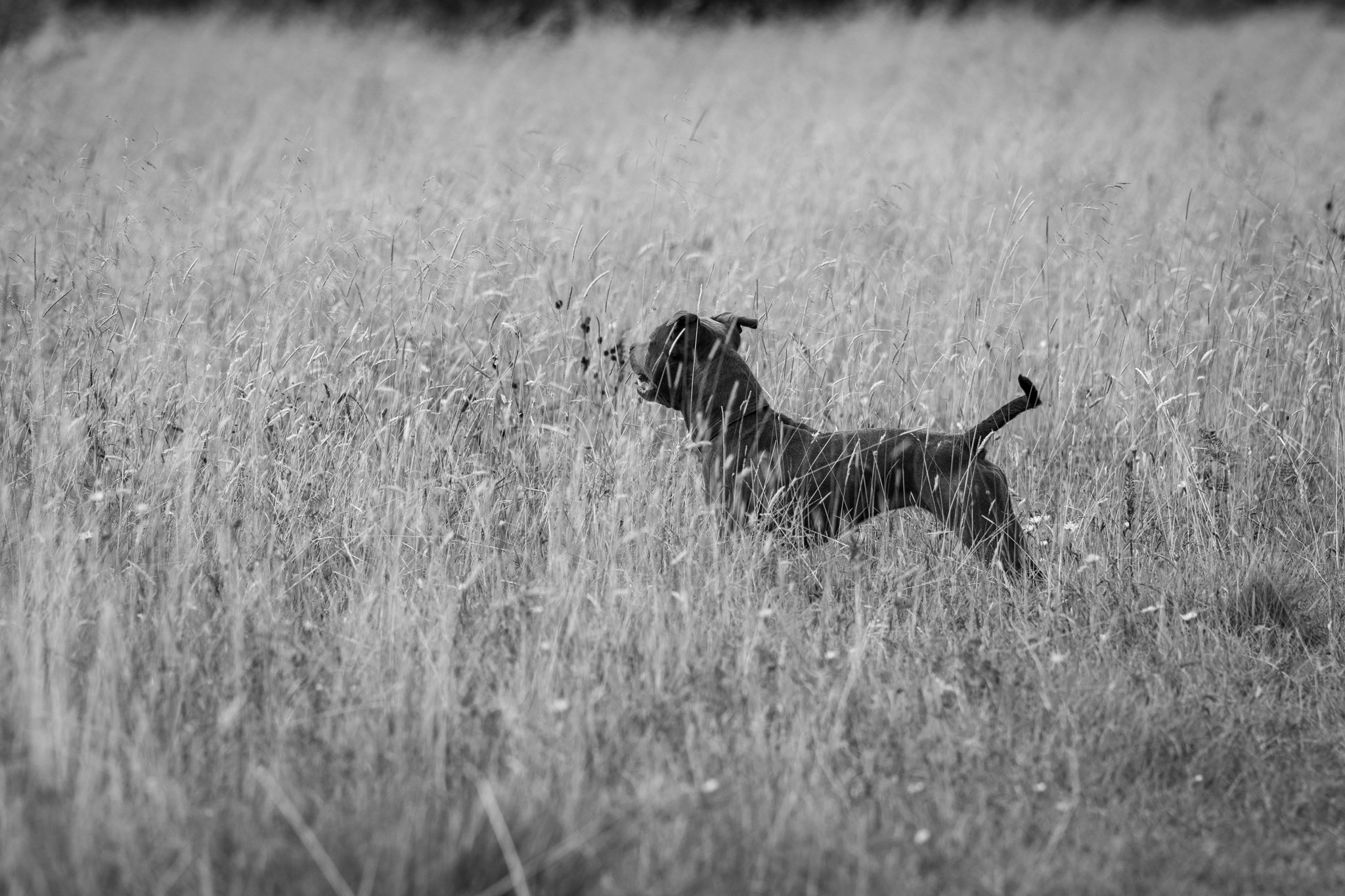 A small staffie dog stands at alert in a field of grass