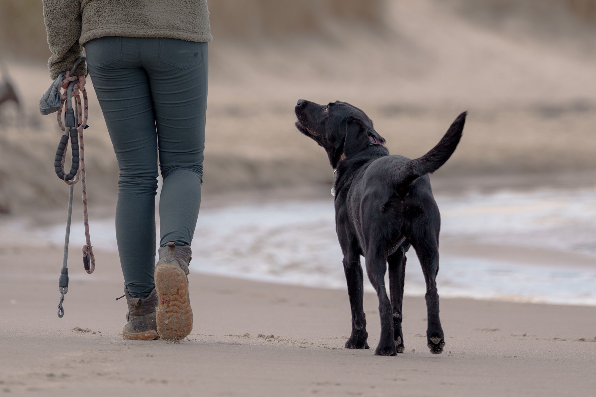 A dog and its owner walk along a beach